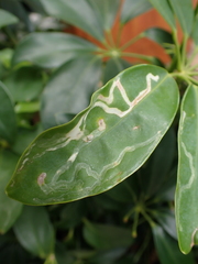 Liriomyza schmidti