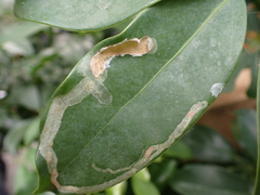 Liriomyza schmidti