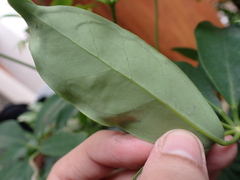 Liriomyza schmidti