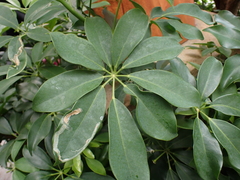 Liriomyza schmidti