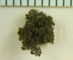 Dendriscocaulon intricatulum