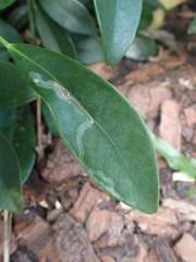 Liriomyza schmidti