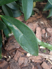 Liriomyza schmidti