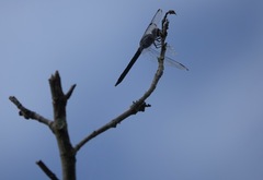 Potamarcha congener