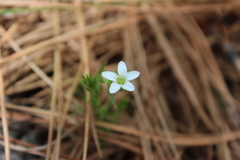Arenaria lycopodioides