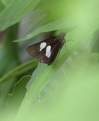 Notocrypta paralysos