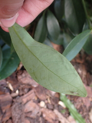 Liriomyza schmidti