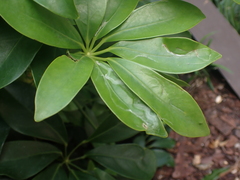 Liriomyza schmidti