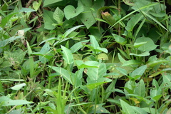 Ceriagrion lieftincki