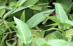 Ceriagrion lieftincki