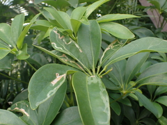 Liriomyza schmidti