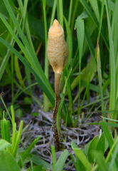 Leratiomyces cucullatus