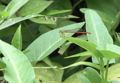 Ceriagrion lieftincki