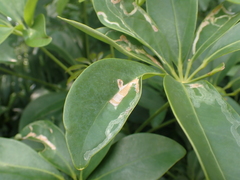 Liriomyza schmidti