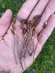 Galeropsis polytrichoides