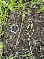 Leratiomyces cucullatus