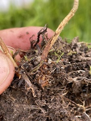 Leratiomyces cucullatus