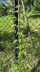 Lygodium japonicum