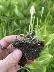 Leratiomyces cucullatus