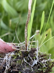 Leratiomyces cucullatus