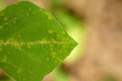 Synchytrium decipiens