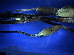 Leratiomyces cucullatus