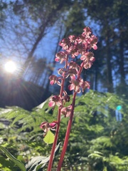 Pyrola aphylla