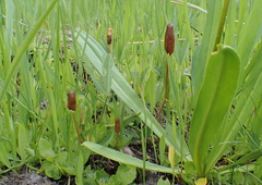 Galeropsis polytrichoides