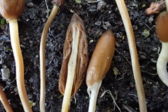 Galeropsis polytrichoides