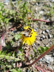 Bombus frigidus