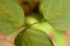 Synchytrium decipiens