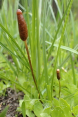 Galeropsis polytrichoides