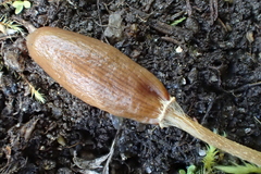 Galeropsis polytrichoides