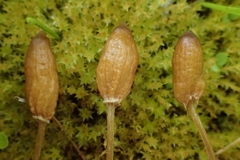 Galeropsis polytrichoides