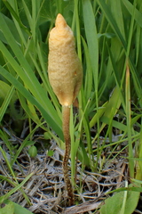 Leratiomyces cucullatus