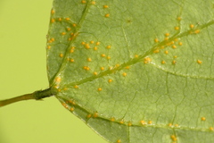 Synchytrium decipiens