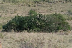 Brachylaena discolor