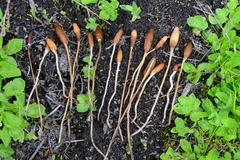 Galeropsis polytrichoides