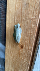 Hyla cinerea