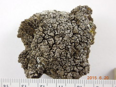 Dermatocarpon intestiniforme