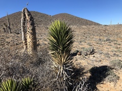 Yucca valida