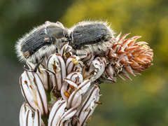 Tropinota squalida canariensis