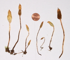 Leratiomyces cucullatus