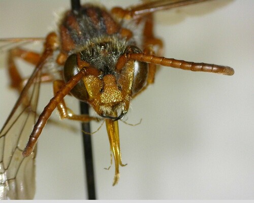 iNaturalist observation photo of Nomad Bees