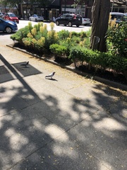 Columba livia domestica