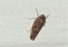 Allygidius atomarius