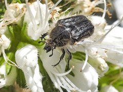 Tropinota squalida canariensis