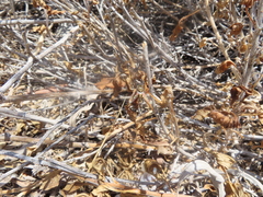 Aphoebantus interruptus