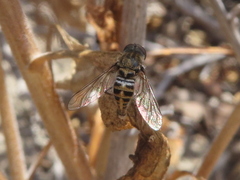 Aphoebantus interruptus