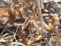 Aphoebantus interruptus
